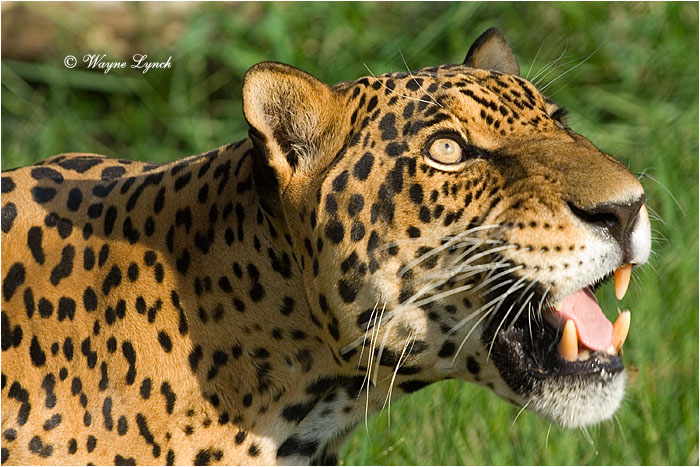 Jaguar 102 by Dr. Wayne Lynch &copy;